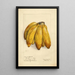 Musa Ciento en Boca - Elsie E. Lower — framed artwork on a wall