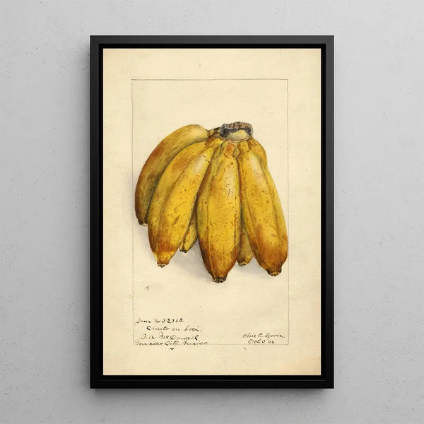 Musa Ciento en Boca - Elsie E. Lower — framed artwork on a wall