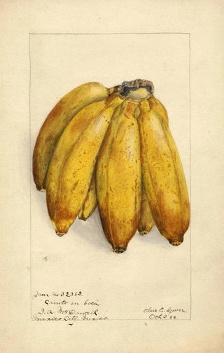 Musa Ciento en Boca - Elsie E. Lower — artwork view