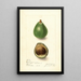Persea avocado seedling painting - Elsie E. Lower — framed artwork on a wall