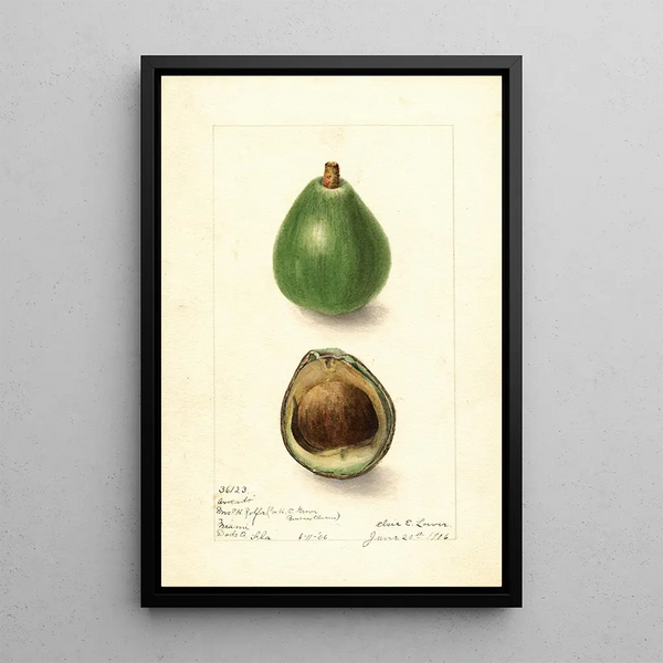 Persea avocado seedling painting - Elsie E. Lower — framed artwork on a wall