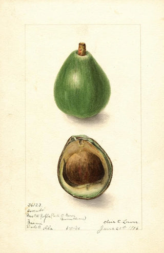 Persea avocado seedling painting - Elsie E. Lower — artwork view