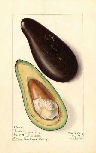Persea Santa Barbara Early - Elsie E. Lower — artwork view