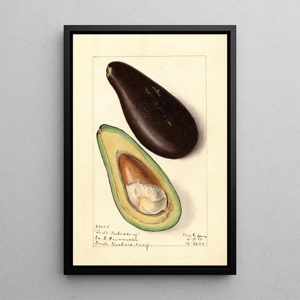 Persea Santa Barbara Early - Elsie E. Lower — framed artwork on a wall