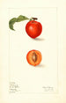 Prunus domestica Bilona painting - Elsie E. Lower — artwork view