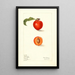 Prunus domestica Bilona painting - Elsie E. Lower — framed artwork on a wall