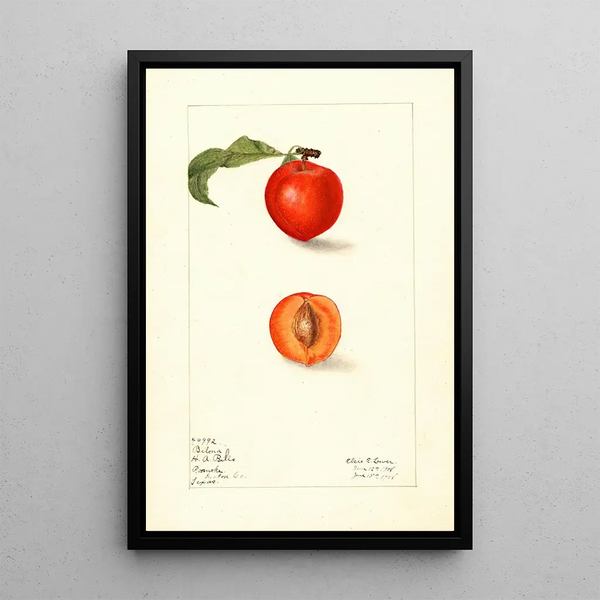 Prunus domestica Bilona painting - Elsie E. Lower — framed artwork on a wall