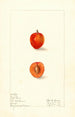 Prunus domestica First - Elsie E. Lower — artwork view