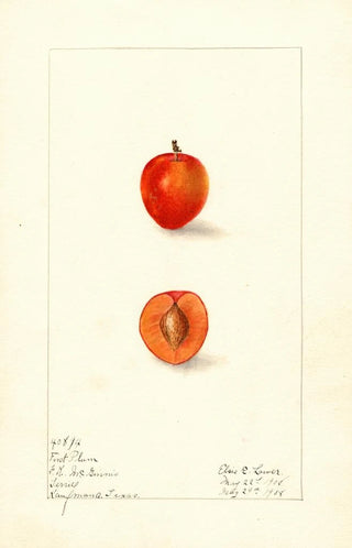 Elsie E Lower - Prunus domestica First.webp