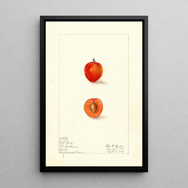 Prunus domestica First - Elsie E. Lower — framed artwork on a wall