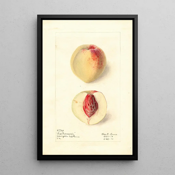 Prunus persica Lord Palmerston - Elsie E. Lower — framed artwork on a wall