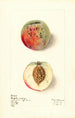 Prunus persica Red River - Elsie E. Lower — artwork view