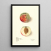 Prunus persica Red River - Elsie E. Lower — framed artwork on a wall