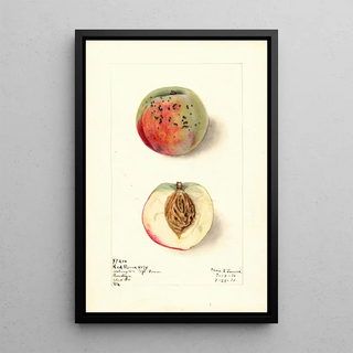 Elsie E Lower - Prunus persica Red River.webp