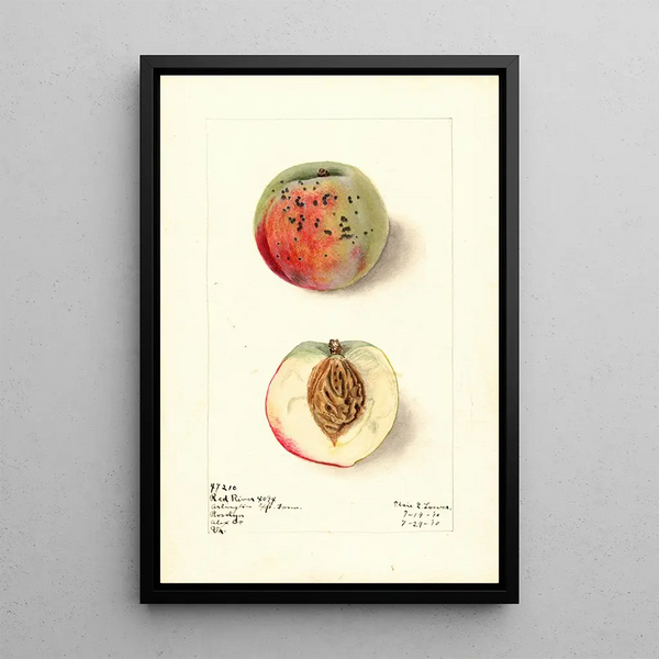 Prunus persica Red River - Elsie E. Lower — framed artwork on a wall