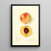 Prunus persica Ruddings Late - Elsie E. Lower — framed artwork on a wall