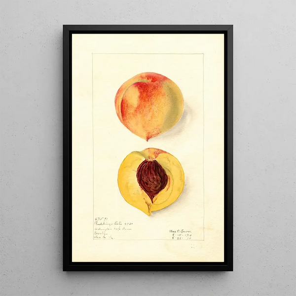 Prunus persica Ruddings Late - Elsie E. Lower — framed artwork on a wall