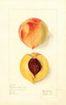 Prunus persica Ruddings Late - Elsie E. Lower — artwork view