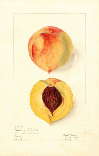 Prunus persica Ruddings Late - Elsie E. Lower — artwork view