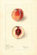 Prunus persica Shipleys Late - Elsie E. Lower — artwork view