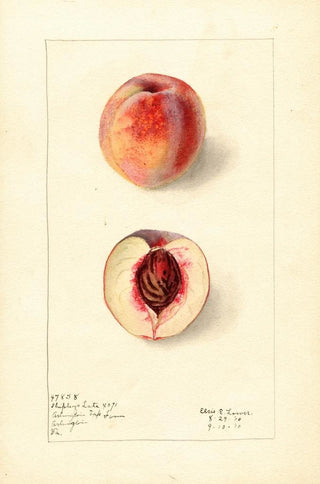 Prunus persica Shipleys Late - Elsie E. Lower — artwork view