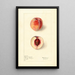 Prunus persica Shipleys Late - Elsie E. Lower — framed artwork on a wall