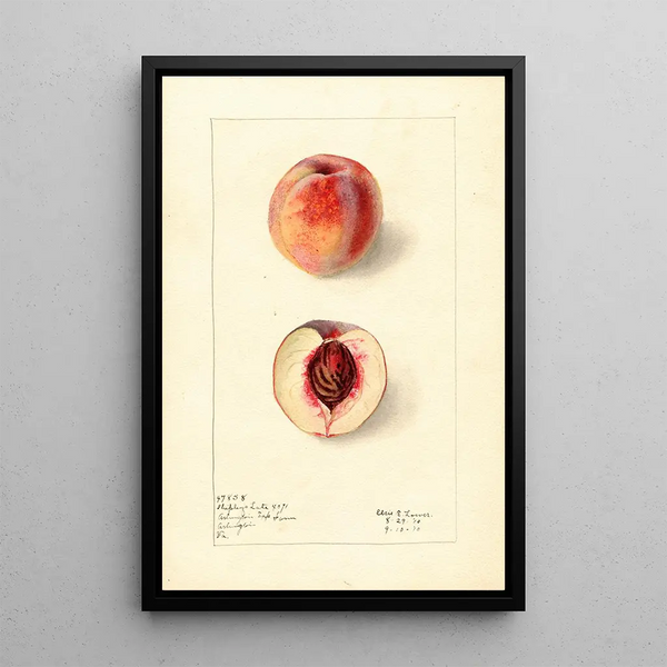 Prunus persica Shipleys Late - Elsie E. Lower — framed artwork on a wall