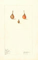 Prunus persica sauvage - Elsie E. Lower — artwork view