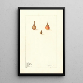 Elsie E Lower - Prunus persica Wild.webp