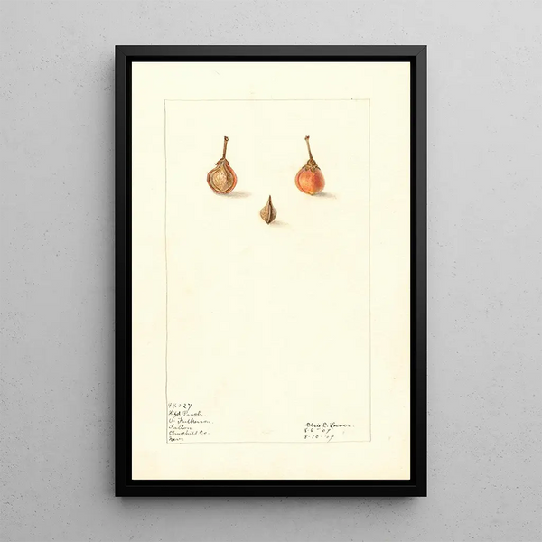 Prunus persica sauvage - Elsie E. Lower — framed artwork on a wall