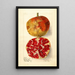 Punica granatum Sweet Green Skinned - Elsie E. Lower — framed artwork on a wall