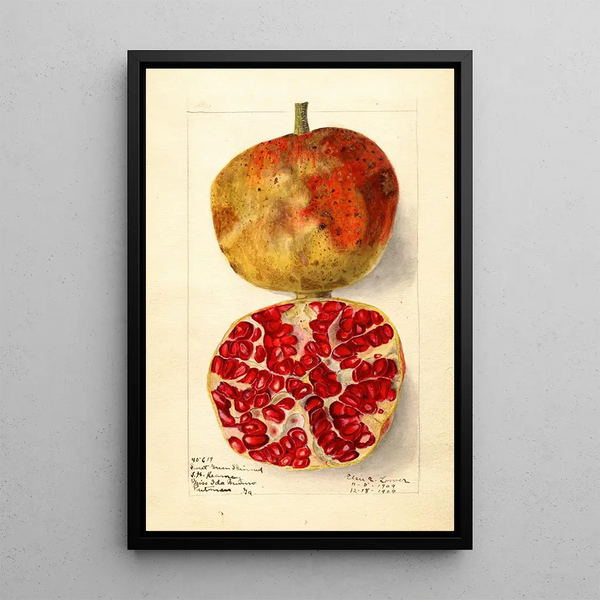 Punica granatum Sweet Green Skinned - Elsie E. Lower — framed artwork on a wall
