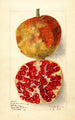 Punica granatum Sweet Green Skinned - Elsie E. Lower — artwork view
