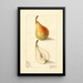 Pyrus communis Giffard painting - Elsie E. Lower — framed artwork on a wall