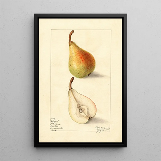 Elsie E Lower - Pyrus communis Giffard.webp