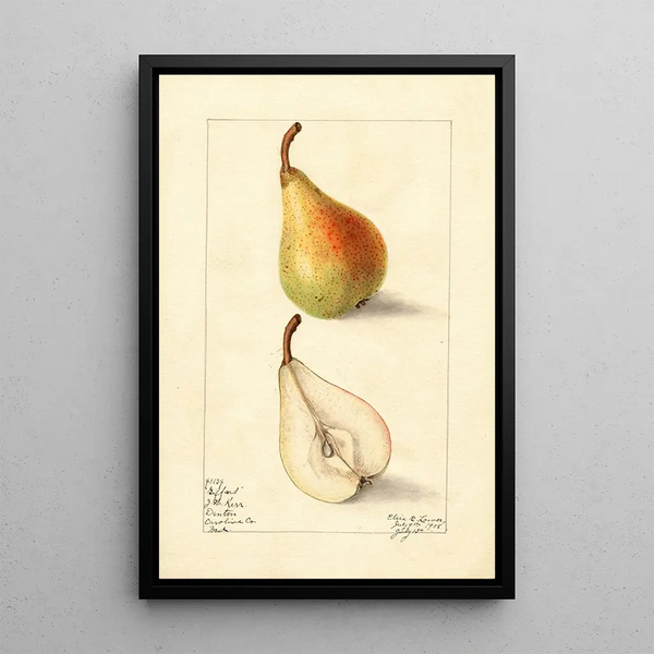 Pyrus communis Giffard painting - Elsie E. Lower — framed artwork on a wall