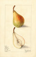 Pyrus communis Giffard painting - Elsie E. Lower — artwork view