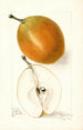 Pyrus communis Magnolia - Elsie E. Lower — artwork view