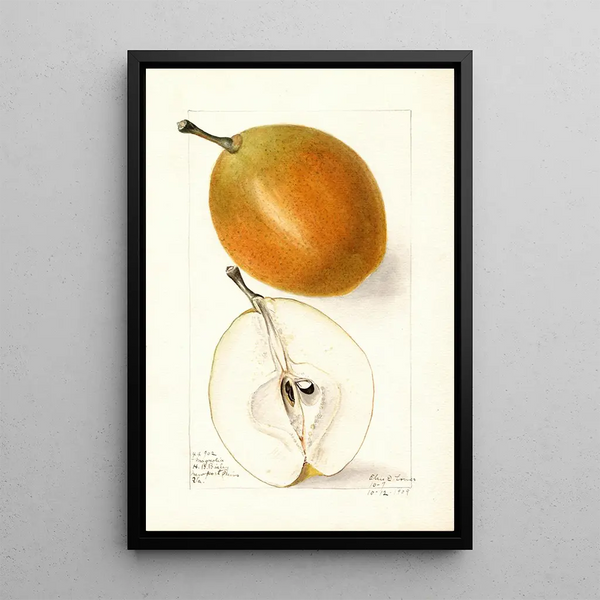 Pyrus communis Magnolia - Elsie E. Lower — framed artwork on a wall