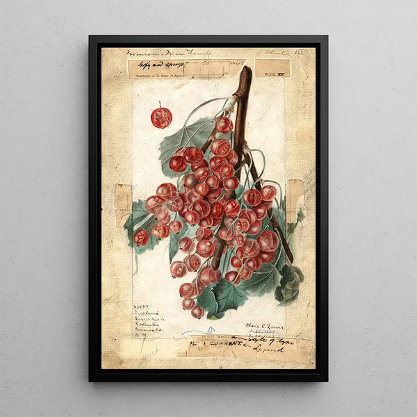 Diploma de Ribes - Elsie E. Lower — framed artwork on a wall