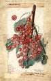 Diploma de Ribes - Elsie E. Lower — artwork view
