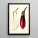 Solanum melongena Chinese eggplant - Elsie E. Lower — framed artwork on a wall