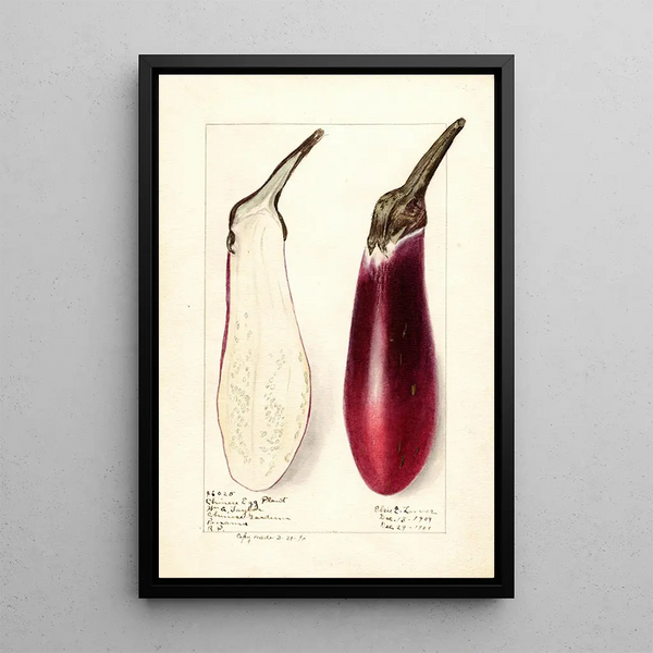 Solanum melongena Chinese eggplant - Elsie E. Lower — framed artwork on a wall