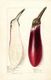 Solanum melongena Chinese eggplant - Elsie E. Lower — artwork view