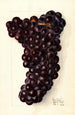 Vitis Gros Painting - Elsie E. Lower — artwork view
