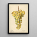 Vitis Hybron Blanc - Elsie E. Lower — framed artwork on a wall