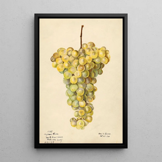 Elsie E Lower - Vitis Hybron Blanc.webp