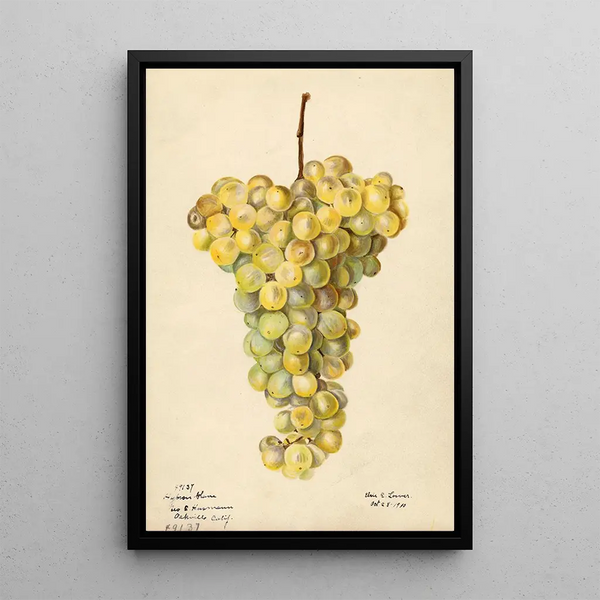 Vitis Hybron Blanc - Elsie E. Lower — framed artwork on a wall
