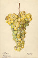 Vitis Hybron Blanc - Elsie E. Lower — artwork view