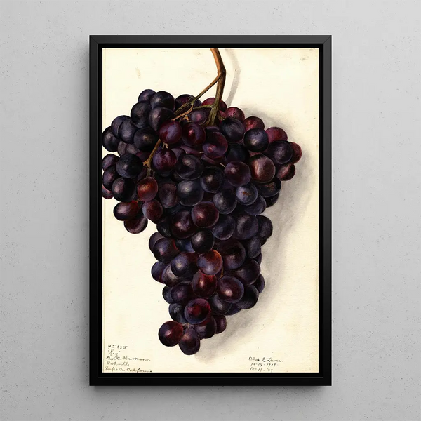 Vitis Clé - Elsie E. Lower — framed artwork on a wall